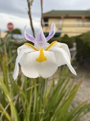 Dietes grandiflora