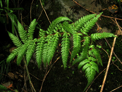 Polystichum rigens iNat (3)