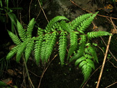 Polystichum rigens