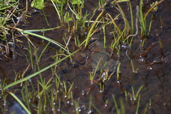 Pleurodema bufoninum