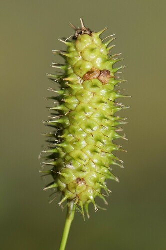 Frank's Sedge