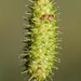 Carex frankii - Photo (c) Paul Marcum, algunos derechos reservados (CC BY-NC), subido por Paul Marcum