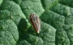 Euscelis incisus