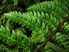 Polystichum rigens