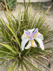 Dietes grandiflora