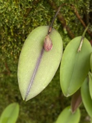 Acianthera