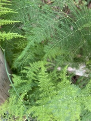 Asparagus