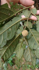 Solanum gnaphalocarpon