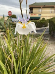 Dietes grandiflora