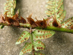 Polystichum rigens
