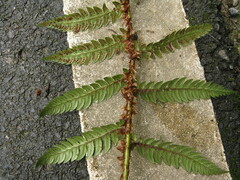 Polystichum rigens