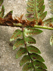 Polystichum rigens