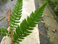 Polystichum rigens