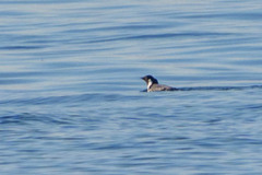 Synthliboramphus antiquus