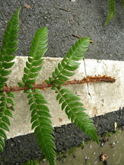 Polystichum rigens