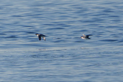 Synthliboramphus antiquus