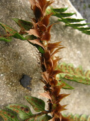 Polystichum rigens