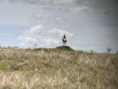 Alcelaphus buselaphus cokii