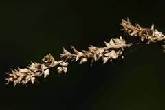Carex decomposita
