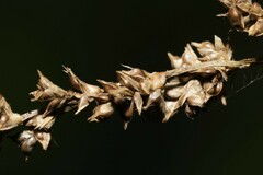 Carex decomposita
