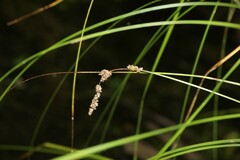 Carex decomposita