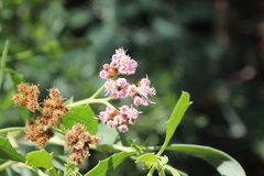 Tessaria absinthioides