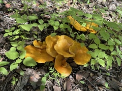 Omphalotus subilludens
