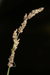 Carex decomposita