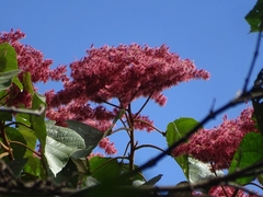 Heliocarpus americanus