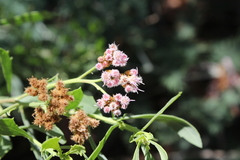 Tessaria absinthioides