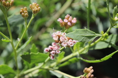 Tessaria absinthioides