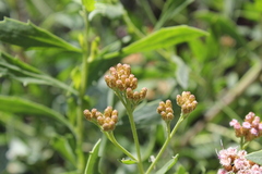 Tessaria absinthioides