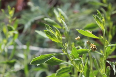 Tessaria absinthioides