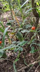 Solanum pseudocapsicum