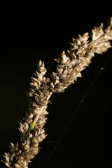 Carex decomposita