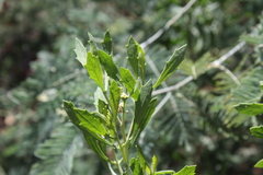 Tessaria absinthioides