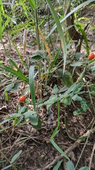Solanum pseudocapsicum