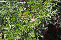 Tessaria absinthioides