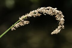 Carex decomposita