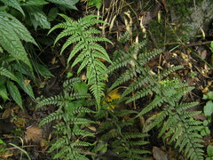 Polystichum luctuosum