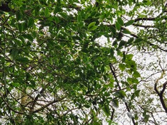 Glochidion rubrum