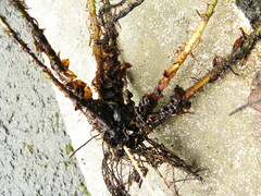 Polystichum luctuosum