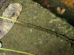 Polystichum luctuosum