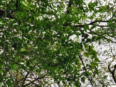 Glochidion rubrum