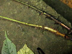 Polystichum luctuosum