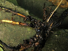 Polystichum luctuosum