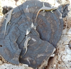 Trachylepis margaritifera