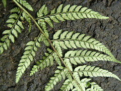 Polystichum luctuosum