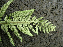 Polystichum luctuosum