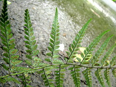 Polystichum luctuosum